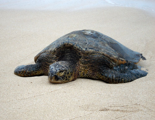 Brutus the sea turtle, Laniakea Beach