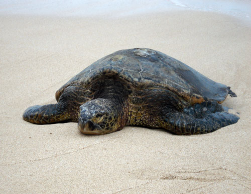 Brutus the sea turtle, Laniakea Beach