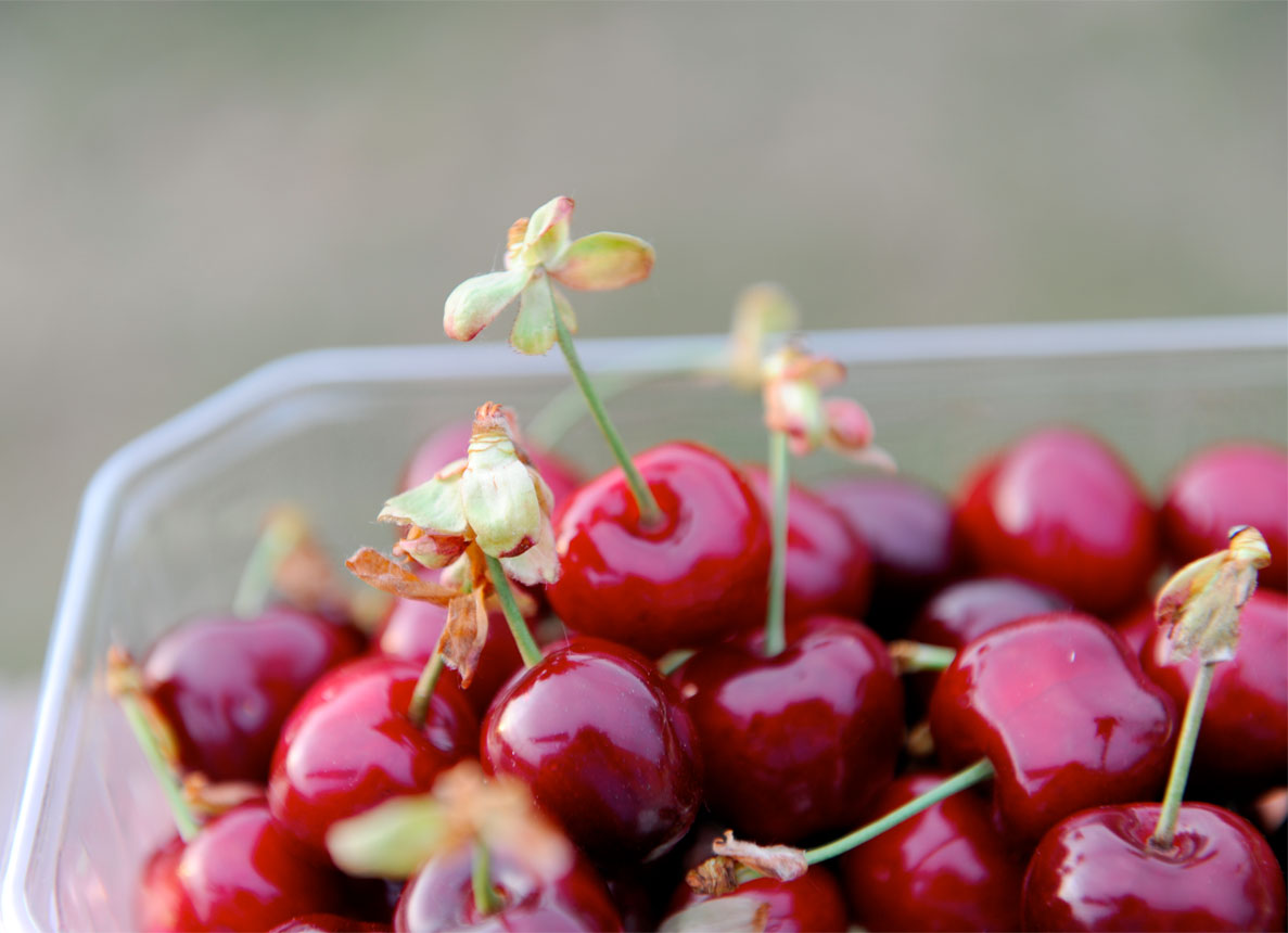 cherries-with-flowers.jpg