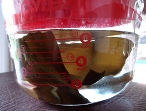 jug of soaking kombu