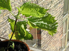 shiso_leaf_pot.jpg