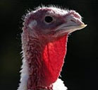 turkeyhead.jpg