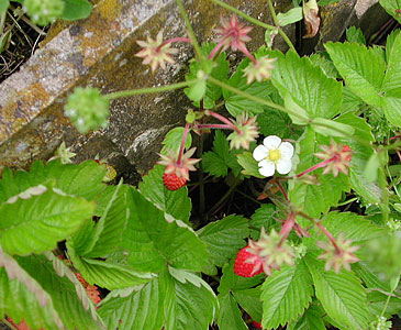 Alpine_strawberries