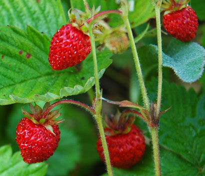 alpine_strawberries_606.jpg