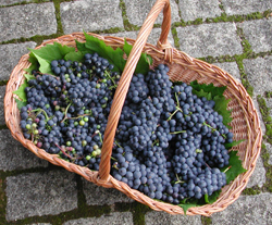 a basket of grapes from our garden last summer