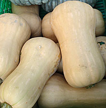 butternutsquash1.jpg