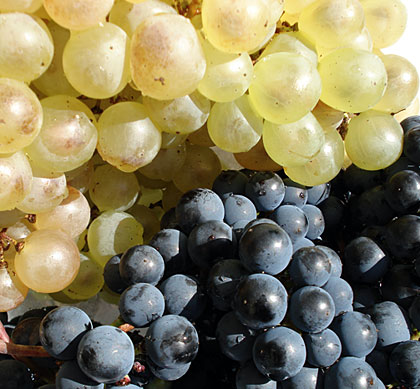 grapes-chasselas_americana1.jpg