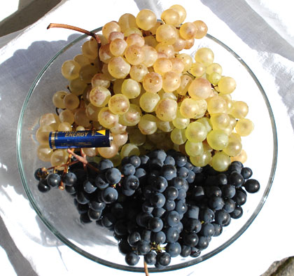 grapes-chasselas_americana2.jpg