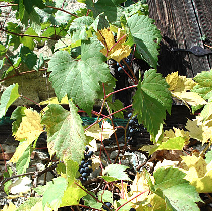 grapes2006-3.jpg
