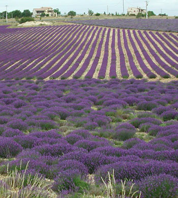 lavender_field1.jpg