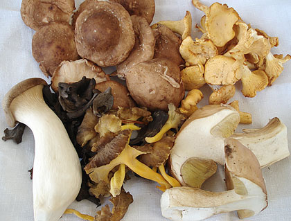 mushrooms1.jpg