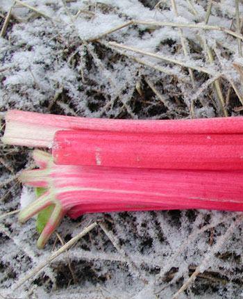 rhubarb_in_snow.jpg