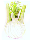 smallfennel.jpg