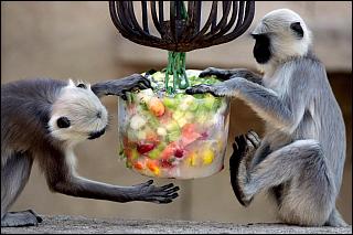 zoo-monkeys.jpg
