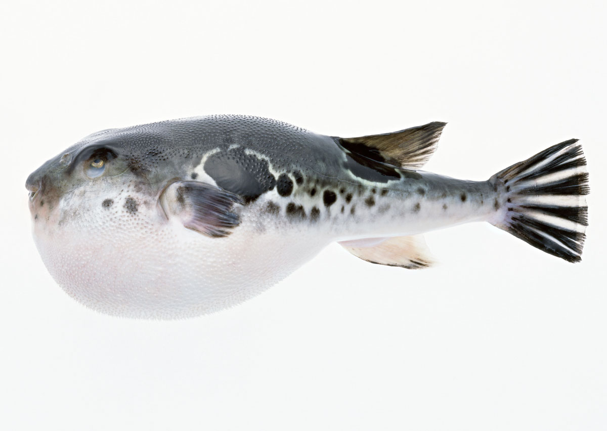 fugu